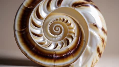 close-up of a beautiful spiral seashell