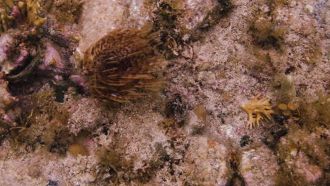 a lone sea anemone swaying tentacles in sea current