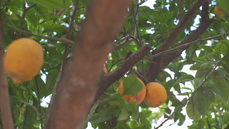 pan shot of a lemon tree closeup , located at kalamata, greece