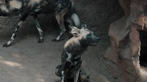 african wild dog sitting on the ground in a game reserve in south africa