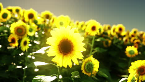 hermoso campo de girasoles al atardecer