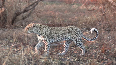 Leopard-walks-through-dry,-burnt-savanna-bushveld-at-golden-hour