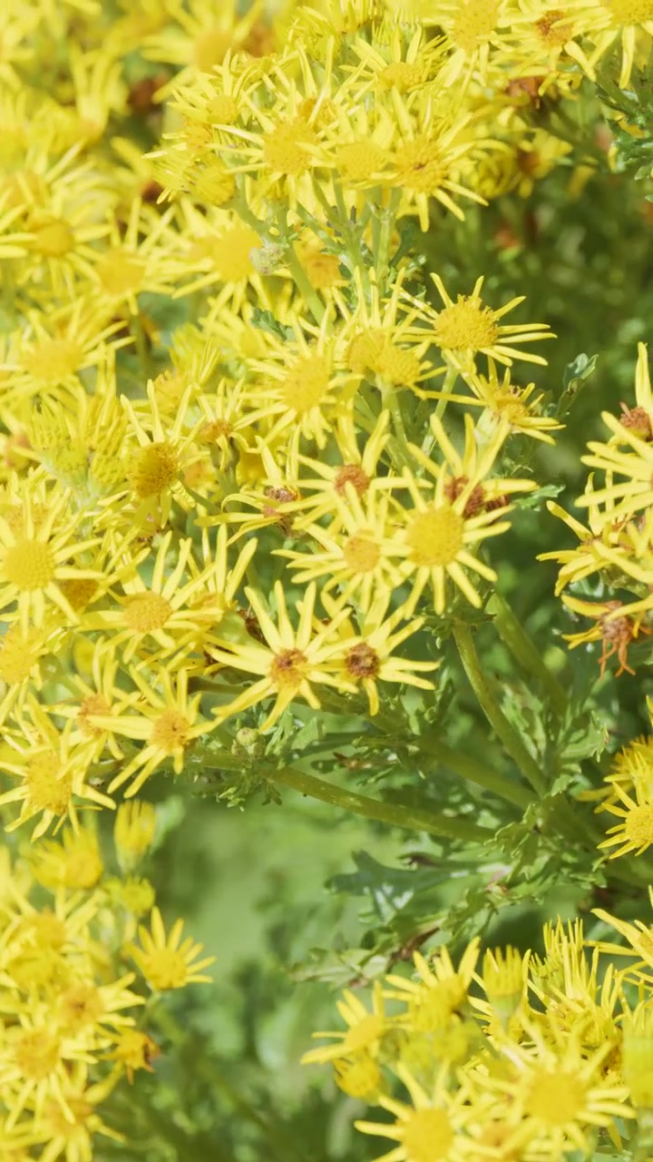 A gentle camera pan moves across dense clusters of yellow wildflowers, likely daisies, in bright natural daylight with a soft, vibrant mood