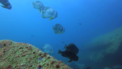 bat fish schooling in the blue water above rock coral