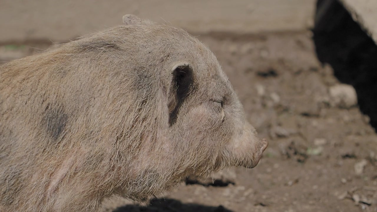 Close-up Side Profile of a Sleeping Pig on a Farm