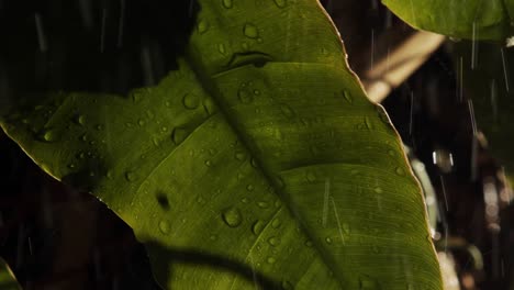 dark rainy day in amazon rainforest during rain season