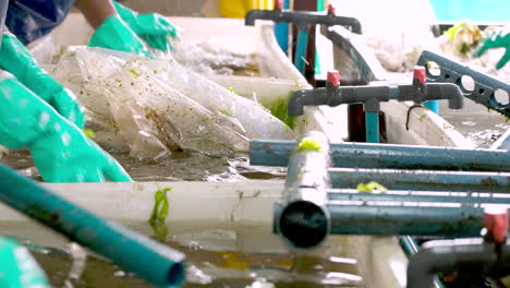 harvesting and processing seaweed in an aquaculture facility
