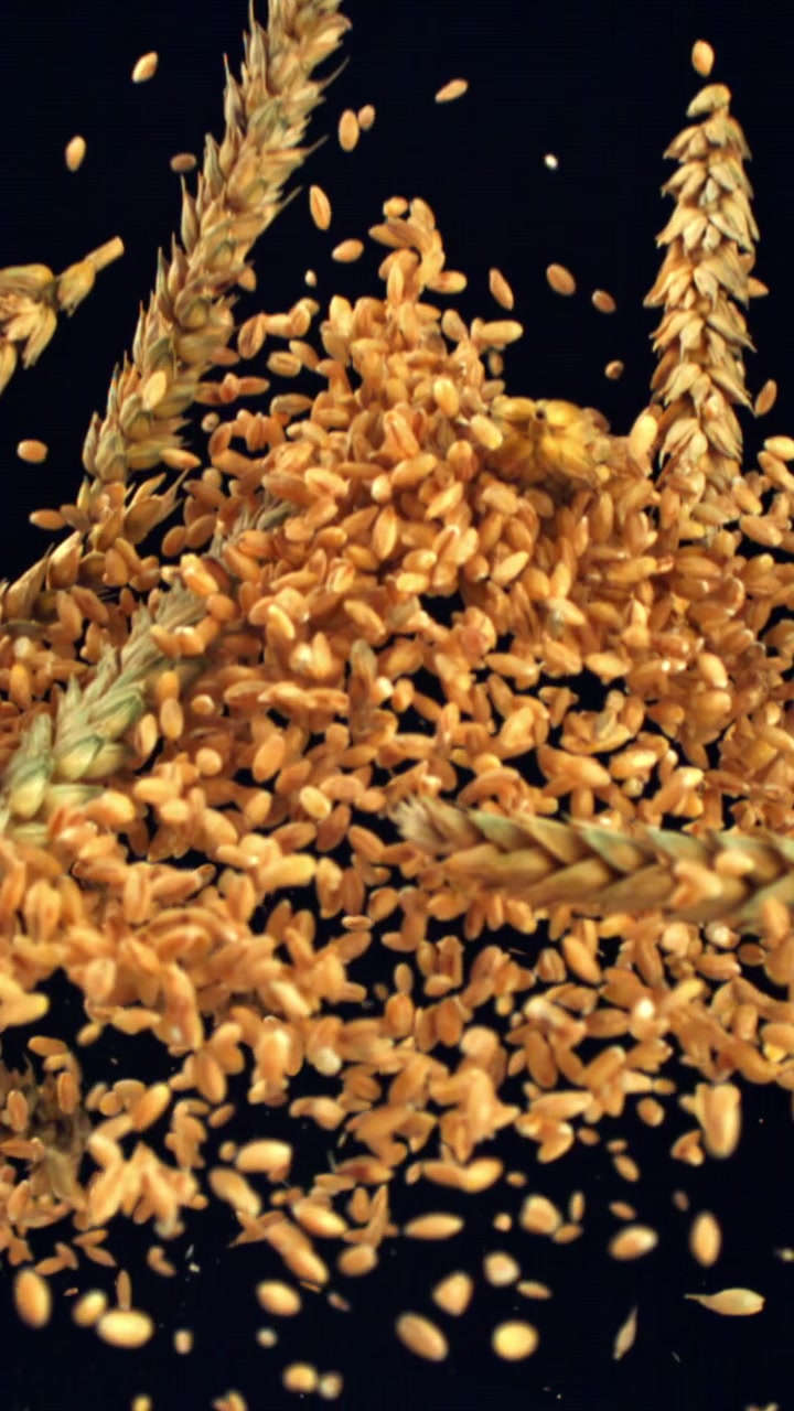 Chicchi e spighe di grano che cadono su sfondo nero al rallentatore