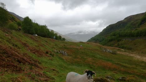 Cinematic-drone-shot-of-two-highland-sheep-in-valley-with-car-passing-by