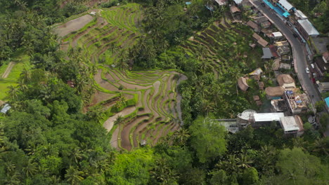 Close-up-aerial-overhead-view-of-a-terraced-irrigated-rice-field-farms-on-the-side-of-the-mountain-next-to-rural-villages-on-the-island-of-Bali