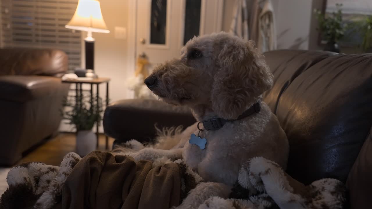 밤에 소파에서 텔레비전을 보는 황금색 도들 개