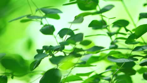 Nature-Green-Blowing-leaf's-closeup-to-camera