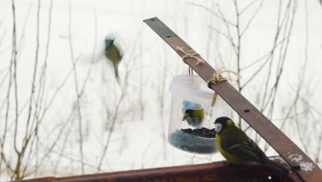 little birds having seeds for breakfast from the feeder on a cold winter day in russia