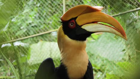 close-up of a hornbill