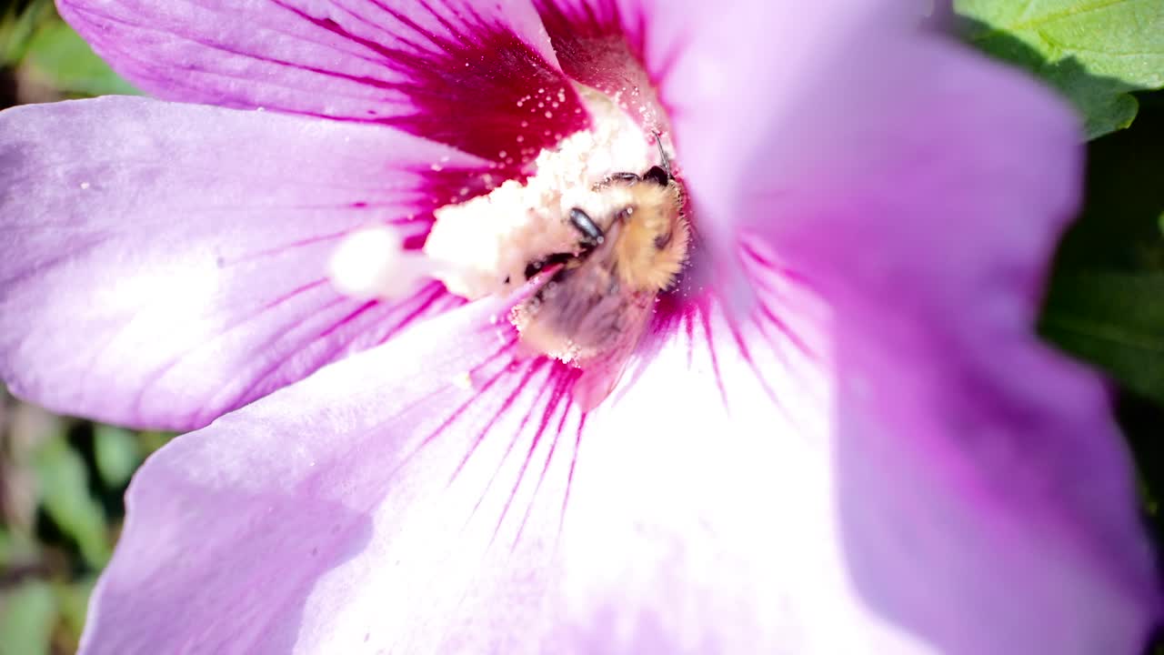 Bee Collecting Pollen on a Pink Hibiscus Flower