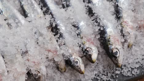 fresh anchovies on ice with salt