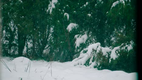 view of woods covered with hoarfrost and snow