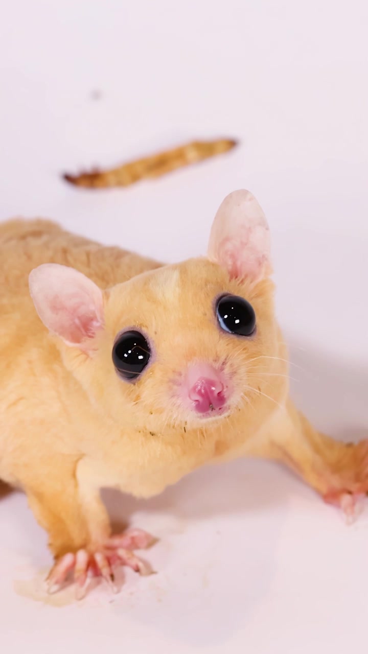 Un petauro dello zucchero leucistico si guarda intorno con curiosità mentre mangia larve della farina in un ambiente luminoso da studio