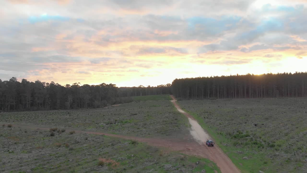 disparo de un dron ariel de un coche conduciendo por una carretera a través de una plantación de pinos al atardecer