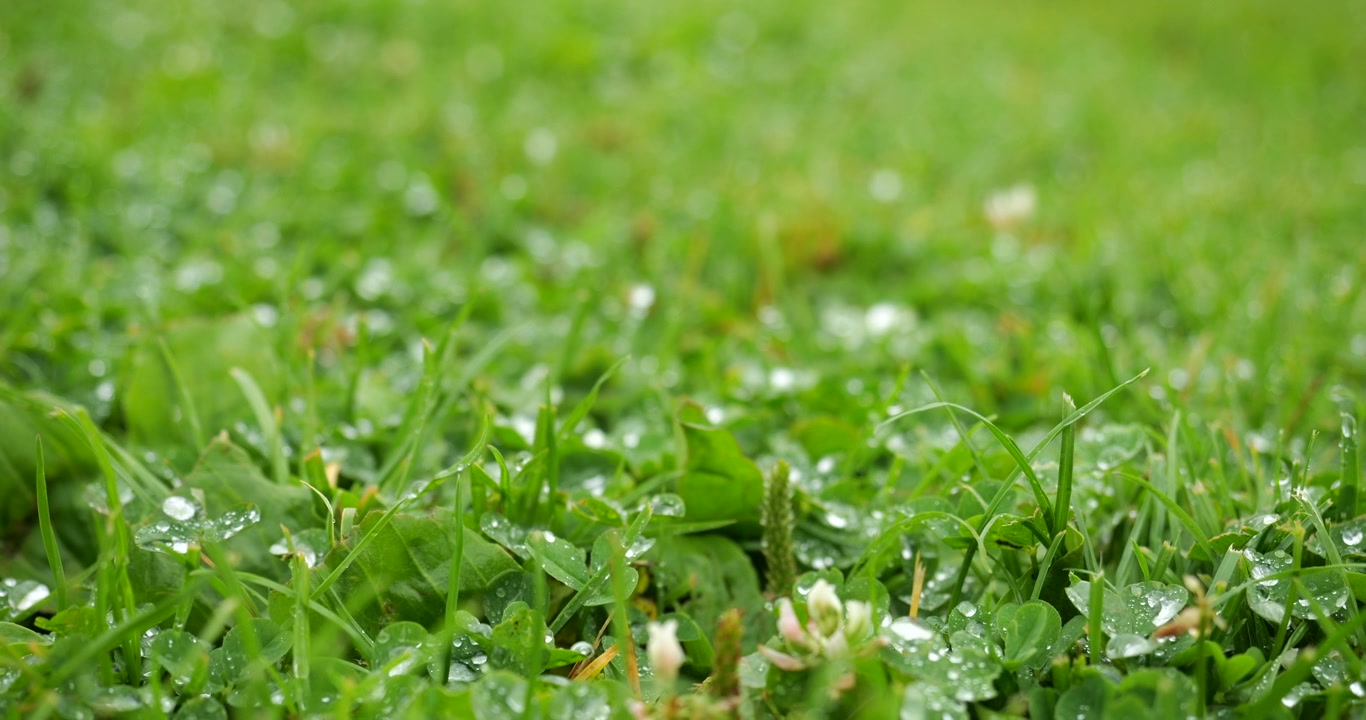 Gocce d'acqua sull'erba verde.