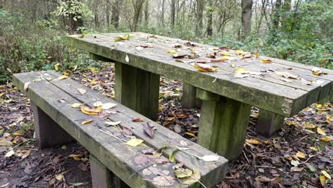 autumn woodland wooden picnic table covered in seasonal countryside leaves foliage dolly right