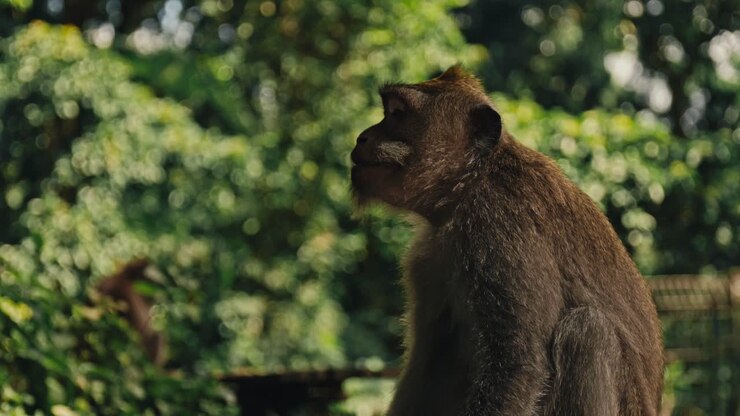 Up-close of Crab-eating macaque primate monkey in Bali, Indonesia