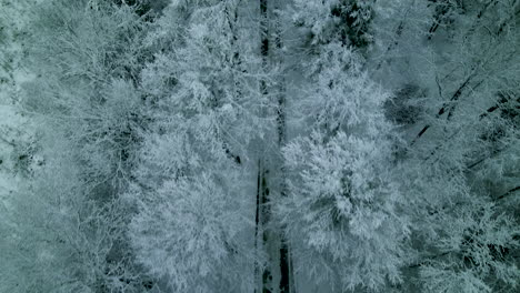 Vista-Aérea-De-Arriba-Hacia-Abajo-Sobre-El-Camino-Forestal-A-Través-Del-Paisaje-Nevado-Del-Bosque-Invernal