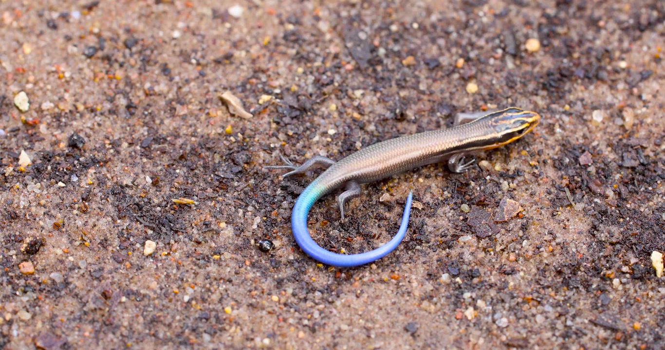 Statisk video af Fir-stribet skink (Plestiodon tetragrammus). Skinken bevæger sig rundt og stikker tungen ud