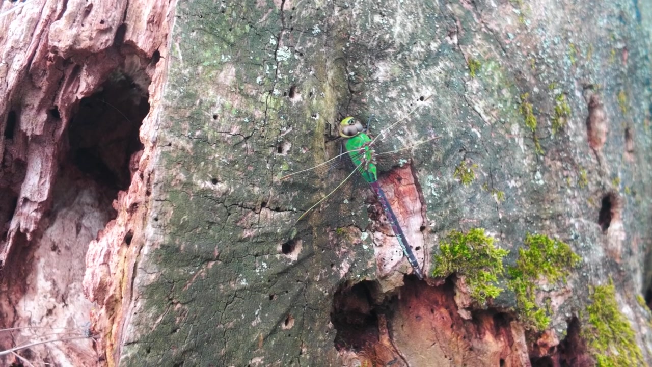 A bright green dragonfly resting still on the side of a mossy tree.