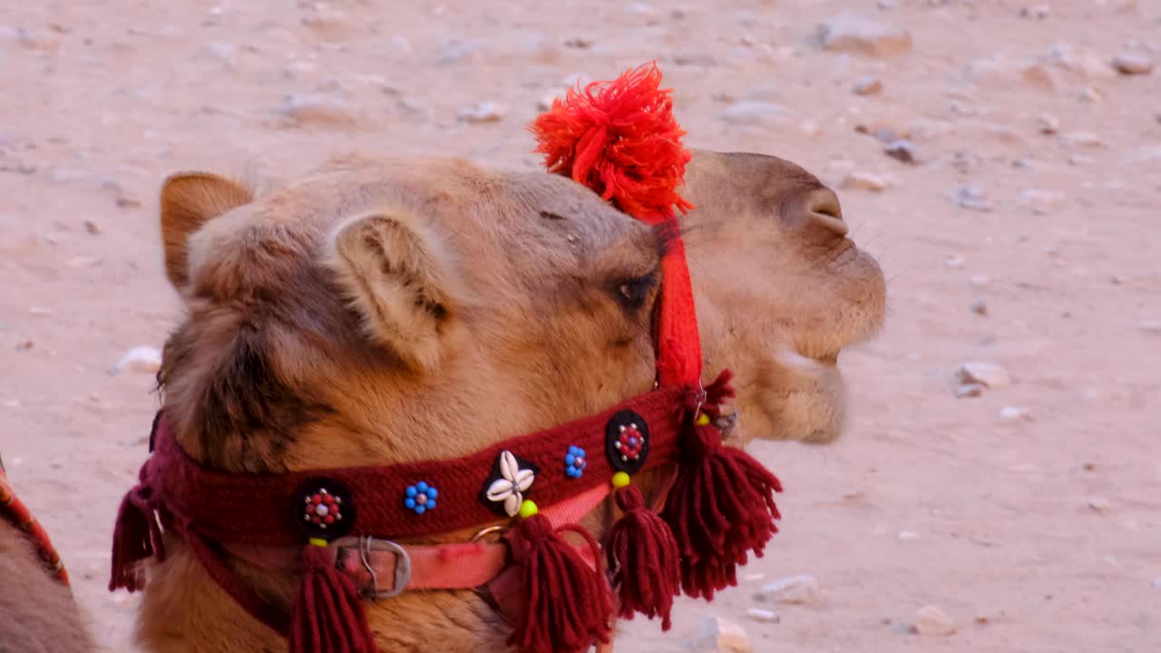 camello árabe masticando y mostrando los dientes en el desierto jordano, primer plano de la cabeza y la boca de los camellos, jordania, oriente medio