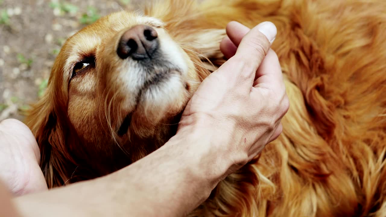 Amicizia tra umani e animali domestici
