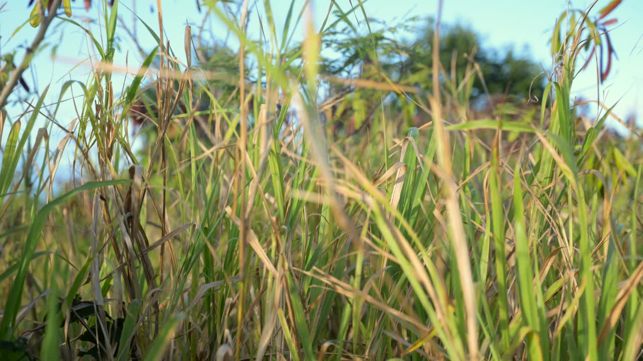 Tall green grass blowing in the wind.