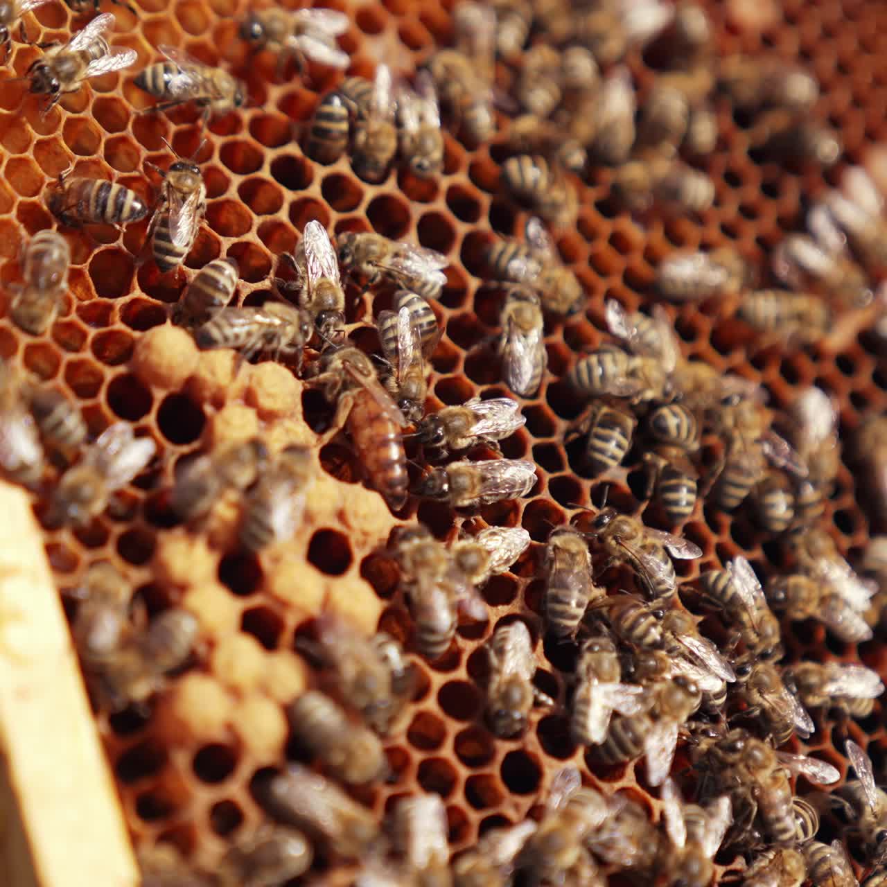 Hand of apiarist showing uterus among bees. Busy bees working on honeycombs. Frame full of bees crawling and fluttering wings. Close-up