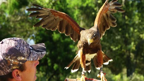 falcon eagle perching on mans hand