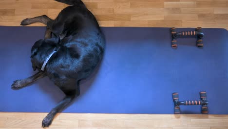 bird's-eye view capturing a serene moment with a senior black labrador reclining on a blue yoga mat, contentedly grooming her fur, skin, and legs