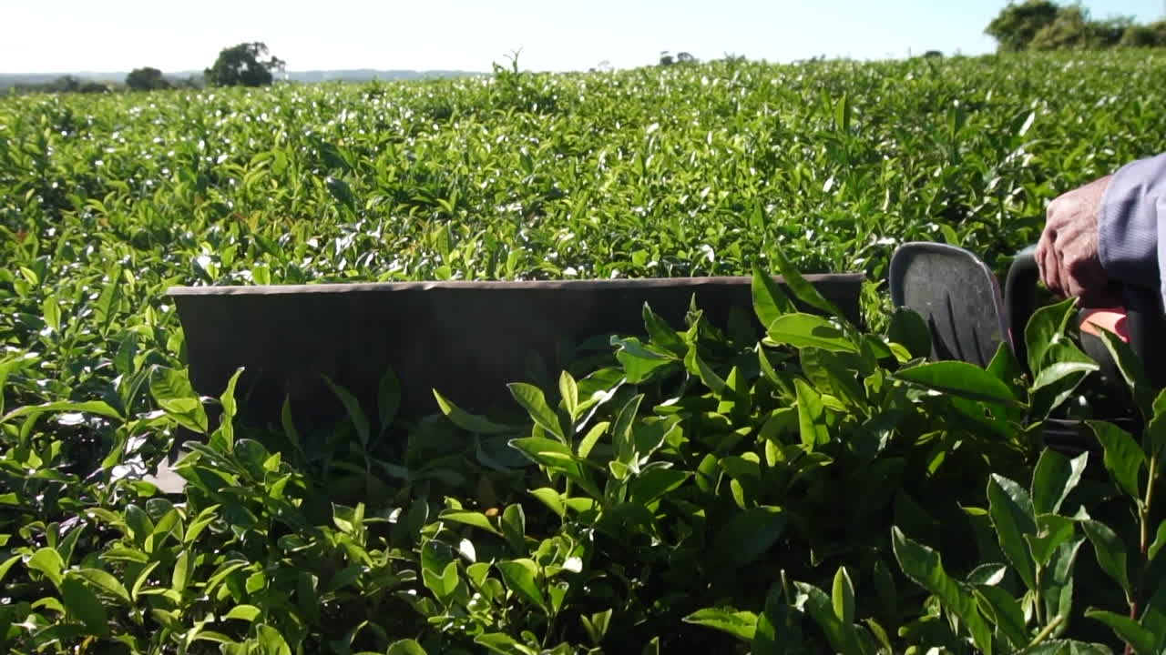 Tractor Harvesting Green Tea Leaves in Argentina