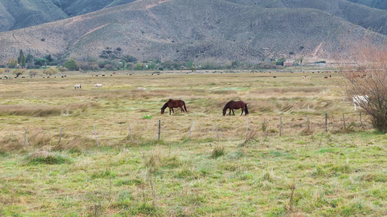 Horses grazing in a field with a mountain backdrop