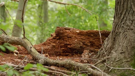 rotting tree trunk near wissahickon creek