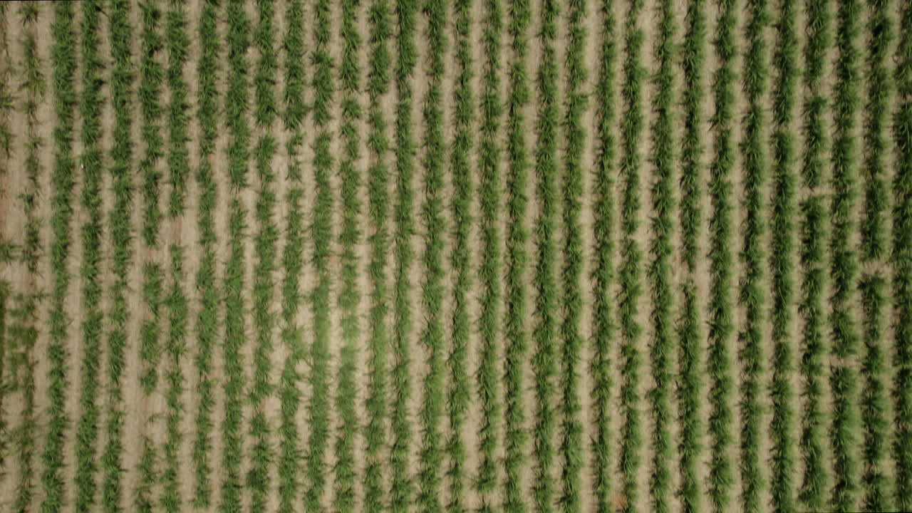 vuelo aéreo de arriba hacia abajo sobre campos de cultivo agrícola durante un día soleado y ventoso en australia