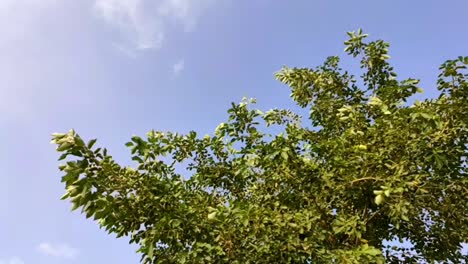 Ramas-De-árboles-Moviéndose-En-El-Flujo-De-Aire-Y-Fondo-De-Cielo-Azul