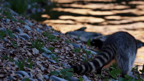 raccoon by the riverbank at dusk