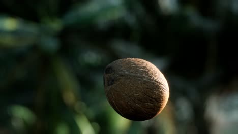 extreme-slow-motion-falling-coconut-in-jungle