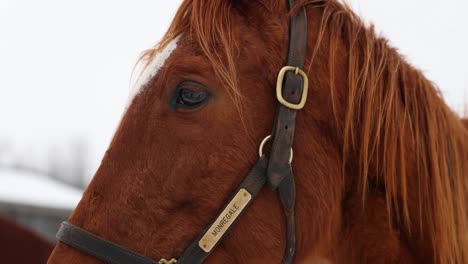 Close-Up-Of-Ginger-Horse-In-The-Winter-In-4K