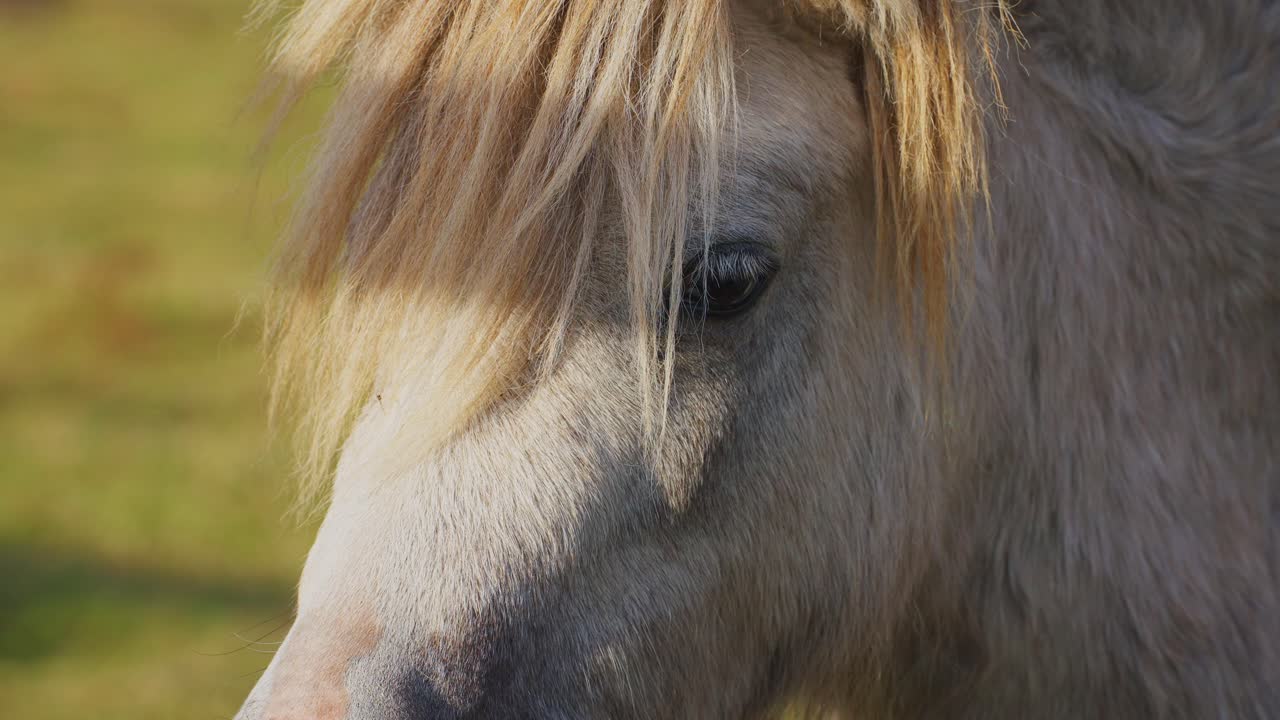 Close-up of a Light-Colored Horse's Head