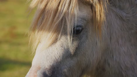 close-up of a light-colored horse's head