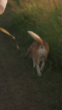vista trasera de una mujer caminando con el perro en la correa a lo largo de un camino rural, el perro olfateando el suelo cerca de las tierras de cultivo, la luz del sol brillante, las piernas en movimiento