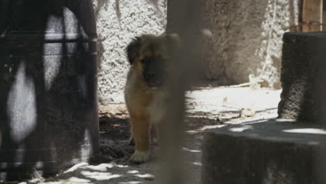 dolly shot as cute happy stray puppy stands in alley tied up, slow motion