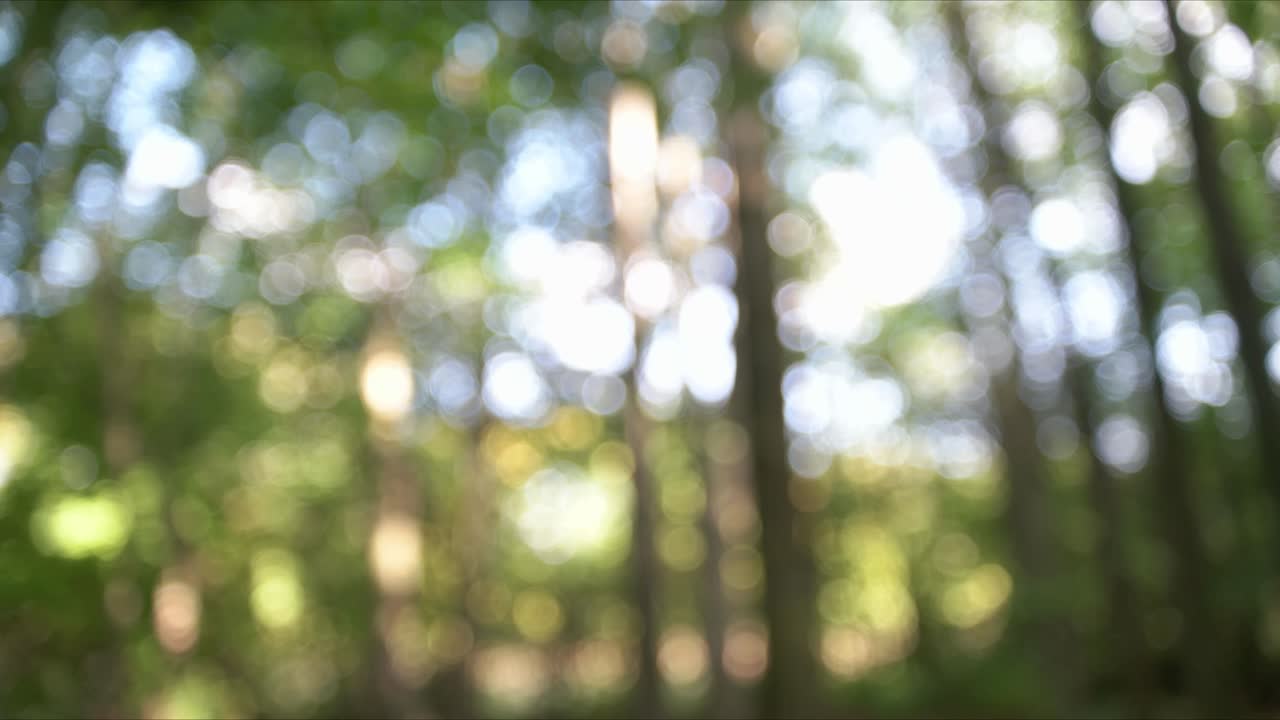 깊은 숲 아름다운 자연 4k 배경