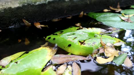 tadpole moves across a lily pad in water