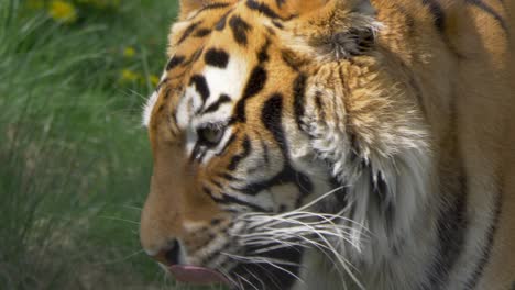 big siberian tiger licking his mouth